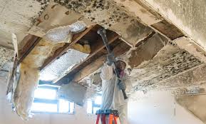 Why You Should Choose Our Mold Remediation Services in Bostonia, CA